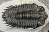 Coltraneia Trilobite Fossil - Huge Faceted Eyes #154330-2
